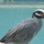 Group Profile photo of Okeeheelee Pickleball Group